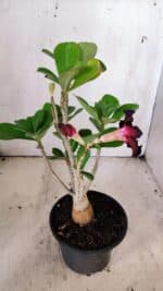 Planta Dobrada 3147 – 30cm – 02 anos - Imagem 6