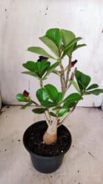 Planta Dobrada 3147 – 30cm – 02 anos - Imagem 5