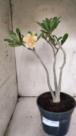 Planta Dobrada 3148 – 40cm – 04 anos - Imagem 2