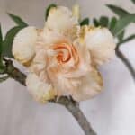 Planta Dobrada 3148 – 40cm – 04 anos