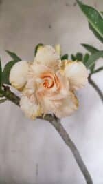 Planta Dobrada 3148 – 40cm – 04 anos