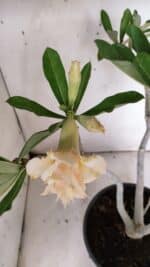 Planta Dobrada 3148 – 40cm – 04 anos - Imagem 4