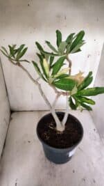 Planta Dobrada 3148 – 40cm – 04 anos - Imagem 7