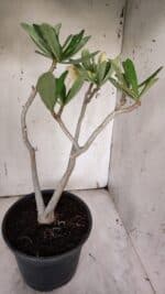 Planta Dobrada 3148 – 40cm – 04 anos - Imagem 6