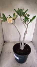 Planta Dobrada 3148 – 40cm – 04 anos - Imagem 5