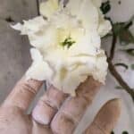 Planta Dobrada 3149 – 55cm – 04 anos