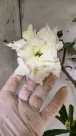 Planta Dobrada 3149 – 55cm – 04 anos