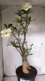 Planta Dobrada 3149 – 55cm – 04 anos - Imagem 2