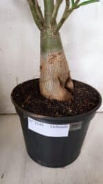 Planta Dobrada 3149 – 55cm – 04 anos - Imagem 5