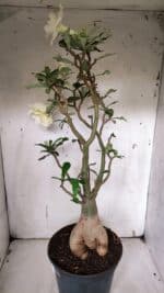 Planta Dobrada 3149 – 55cm – 04 anos - Imagem 6