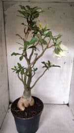 Planta Dobrada 3149 – 55cm – 04 anos - Imagem 7