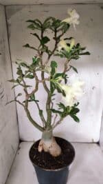 Planta Dobrada 3149 – 55cm – 04 anos - Imagem 8