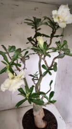 Planta Dobrada 3149 – 55cm – 04 anos - Imagem 4