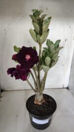 Planta Dobrada 3150 – 35cm – 03 anos