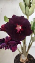 Planta Dobrada 3150 – 35cm – 03 anos - Imagem 3