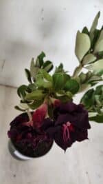 Planta Dobrada 3150 – 35cm – 03 anos - Imagem 4