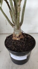 Planta Dobrada 3150 – 35cm – 03 anos - Imagem 7