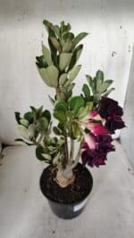 Planta Dobrada 3150 – 35cm – 03 anos - Imagem 5