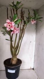 Planta Dobrada 3151 – 55cm – 04 anos - Imagem 2