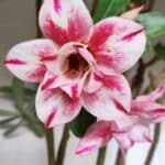 Planta Dobrada 3151 – 55cm – 04 anos