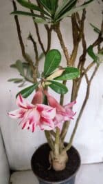 Planta Dobrada 3151 – 55cm – 04 anos - Imagem 4