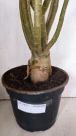 Planta Dobrada 3151 – 55cm – 04 anos - Imagem 9