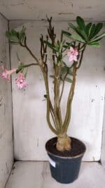 Planta Dobrada 3151 – 55cm – 04 anos - Imagem 8