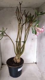 Planta Dobrada 3151 – 55cm – 04 anos - Imagem 6