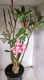 Planta Dobrada 3151 – 55cm – 04 anos - Imagem 5