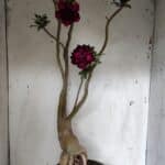 Planta Dobrada 3152 – 60cm – 05 anos