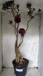 Planta Dobrada 3152 – 60cm – 05 anos