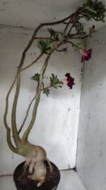 Planta Dobrada 3152 – 60cm – 05 anos - Imagem 9