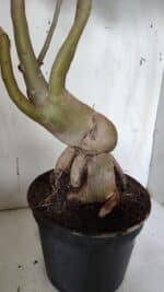 Planta Dobrada 3152 – 60cm – 05 anos - Imagem 7