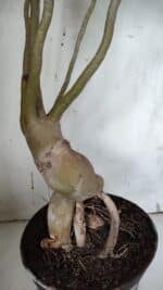 Planta Dobrada 3152 – 60cm – 05 anos - Imagem 8