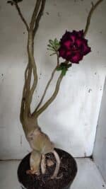 Planta Dobrada 3152 – 60cm – 05 anos - Imagem 6