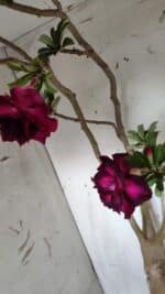 Planta Dobrada 3152 – 60cm – 05 anos - Imagem 4