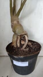 Planta Dobrada 3152 – 60cm – 05 anos - Imagem 15