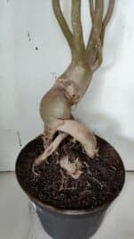 Planta Dobrada 3152 – 60cm – 05 anos - Imagem 13