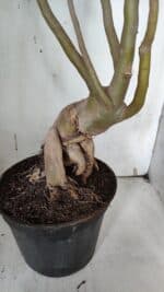 Planta Dobrada 3152 – 60cm – 05 anos - Imagem 10