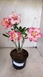 Planta Dobrada 3153 – 35cm – 03 anos