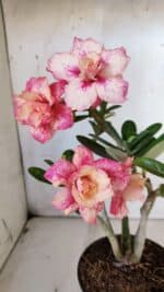 Planta Dobrada 3153 – 35cm – 03 anos - Imagem 4