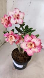 Planta Dobrada 3153 – 35cm – 03 anos - Imagem 6