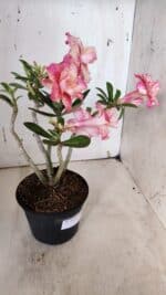 Planta Dobrada 3153 – 35cm – 03 anos - Imagem 8