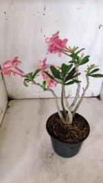 Planta Dobrada 3153 – 35cm – 03 anos - Imagem 7