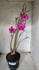 Planta Dobrada 3155 – 50cm – 04 anos - Imagem 2