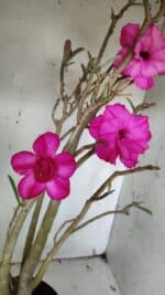 Planta Dobrada 3155 – 50cm – 04 anos - Imagem 4