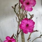 Planta Dobrada 3155 – 50cm – 04 anos