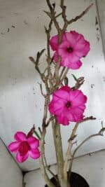 Planta Dobrada 3155 – 50cm – 04 anos