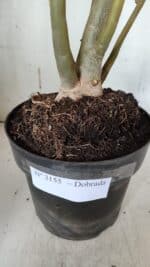 Planta Dobrada 3155 – 50cm – 04 anos - Imagem 7