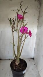 Planta Dobrada 3155 – 50cm – 04 anos - Imagem 6